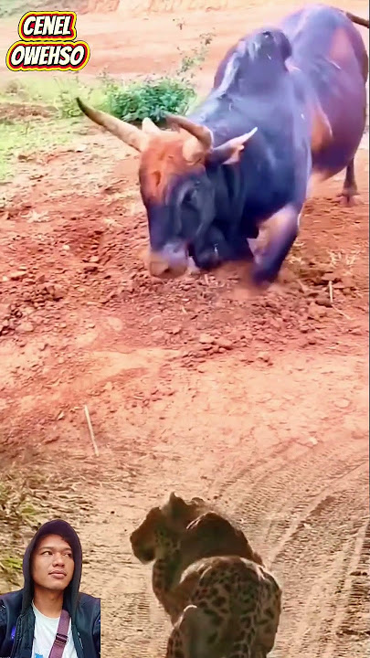 SAPI PANIK GARUK2 KEPALA DI HAMPIR MACAN TUTUL #animals #shorts