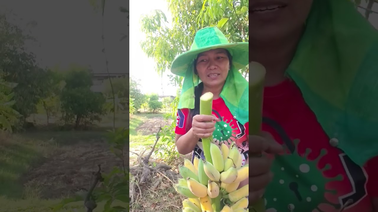 วิถีชนบท กล้วยสุกคาเครือในสวนครัวคุณยาย #duet #grandmast #lifeisbutadream #mukbang #thaifood #food