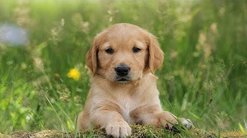 Linden is trying to tear the bed sheet. 🐶😂