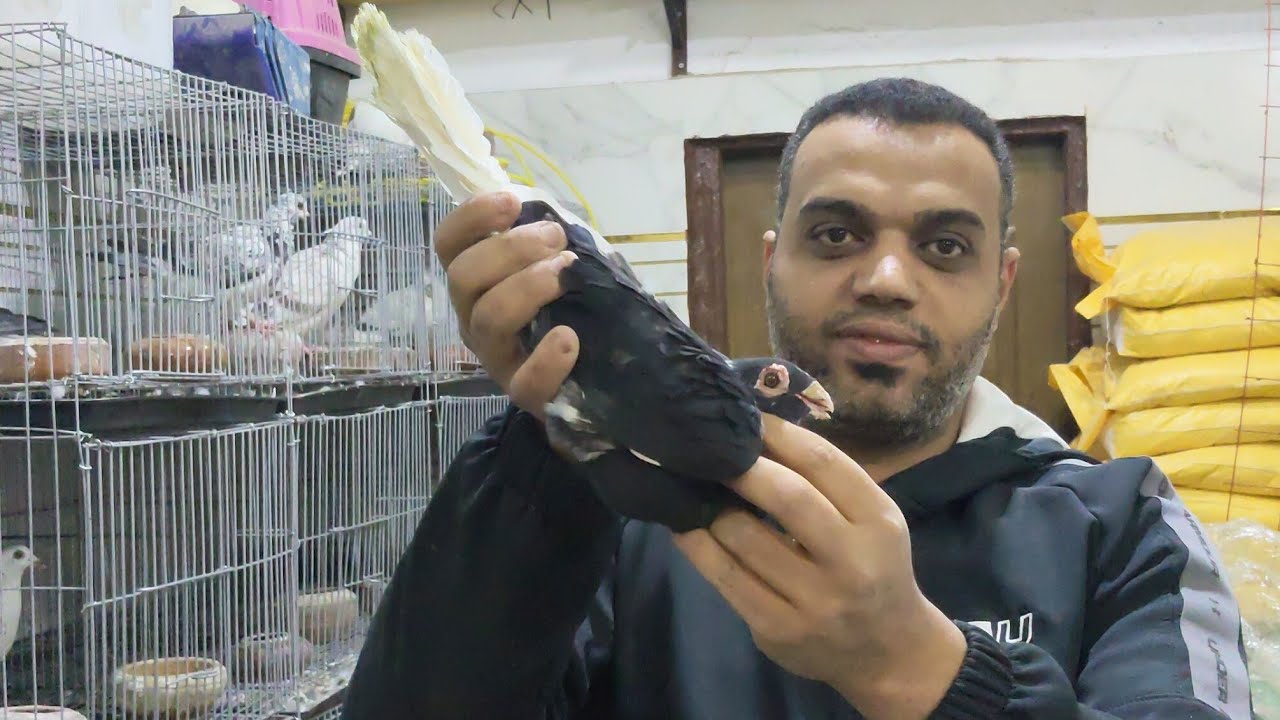 موجود مجموعه حمام زاجل 🏆 بورق كشكو 📯 و كلزات و غزار 👌 01015811099