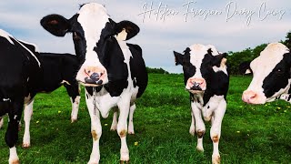 Holstein Friesian Dairy Cows • Milking Cows at a Dairy Farm • Cow Video