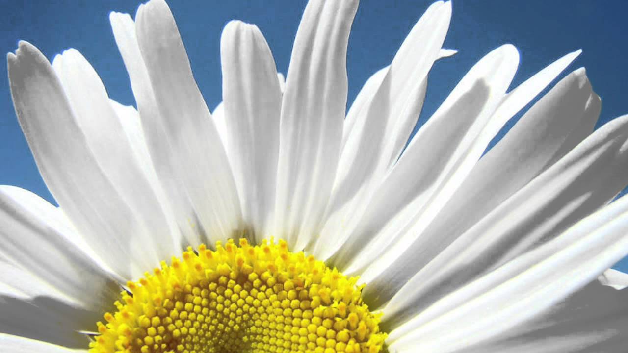 Salve Regina Remix (GarageBand) YouTube