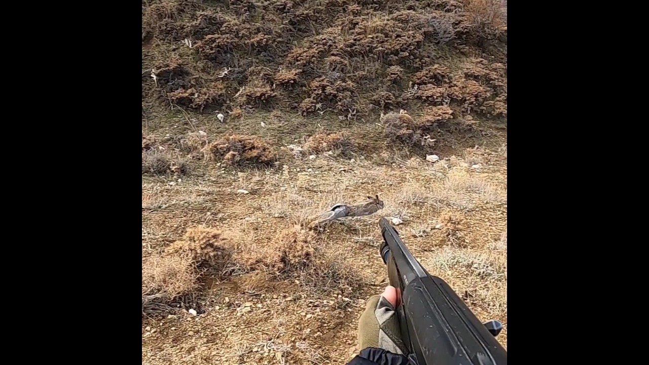 Tavşan avı. Rabbit hunting, صيد الارنب, охота на кроликов Partridge hunting