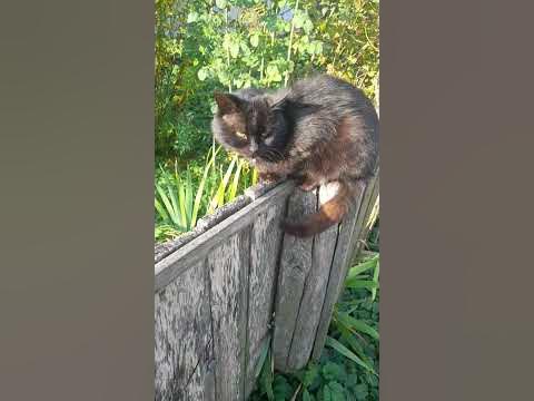 кішкин дім - YouTube