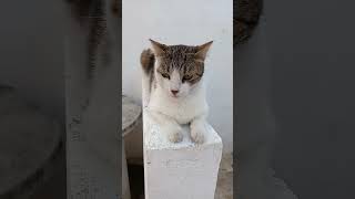 #music #cat #gatitos 🥰😍🥰😍❤️💚💛🩵💜🤎