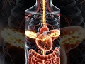What Happens Inside Your Body When You Eat Chocolate? 🍫. #humanbody #3danimation #science
