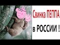 Лютые приколы. СВИНКА ПЕППА В РОССИИ!!! Попробуй не засмеяться! Самое смешное видео! – Domi Show!