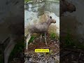 A little Moose fell through the basement of an abandoned building