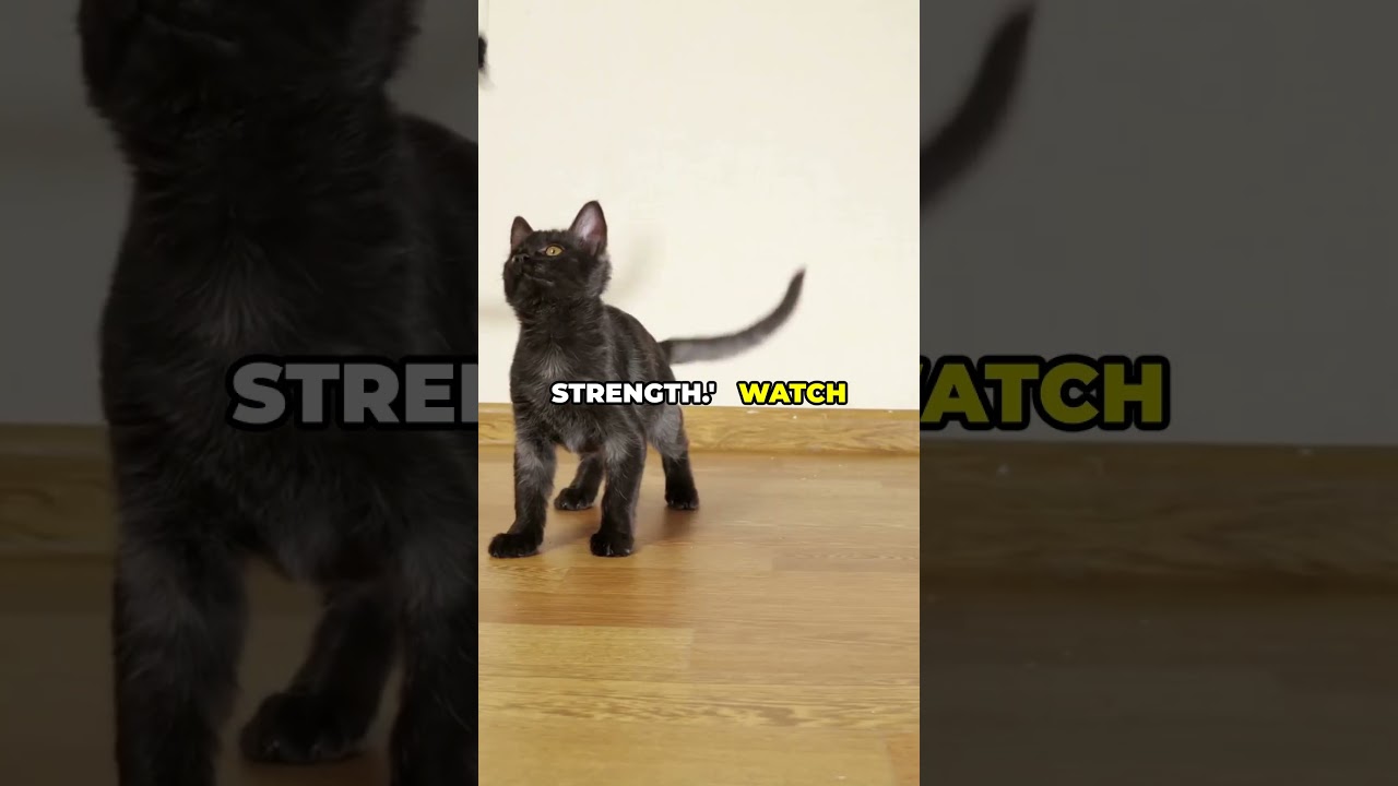 Pawsitive Vibes Cats & Scriptures