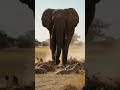 ライオンの群れを一瞬で片付ける Take down a pack of lions in an instant #animals #shorts #funny #elephant #nature