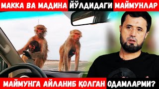 МАККА ВА МАДИНА ЙЎЛИДАГИ МАЙМУНЛАР, АСЛИДА ОДАМ БЎЛИШГАНМИ? АБРОР МУХТОР АЛИЙ