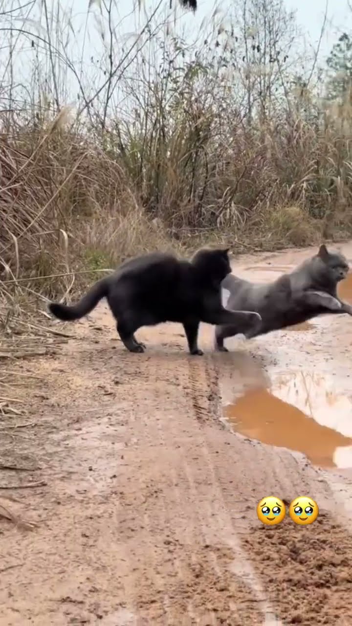 Fastest Kittyo on the planet they on that timing