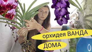 ОРХИДЕЯ ВАНДА ДОМА, ПЕРВЫЕ ШАГИ  , ПЕРВЫЙ ПОЛИВ, ПЕРВАЯ ОБРАБОТКА @orhorai