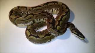 Het Red Axanthic Spider And Shoutout