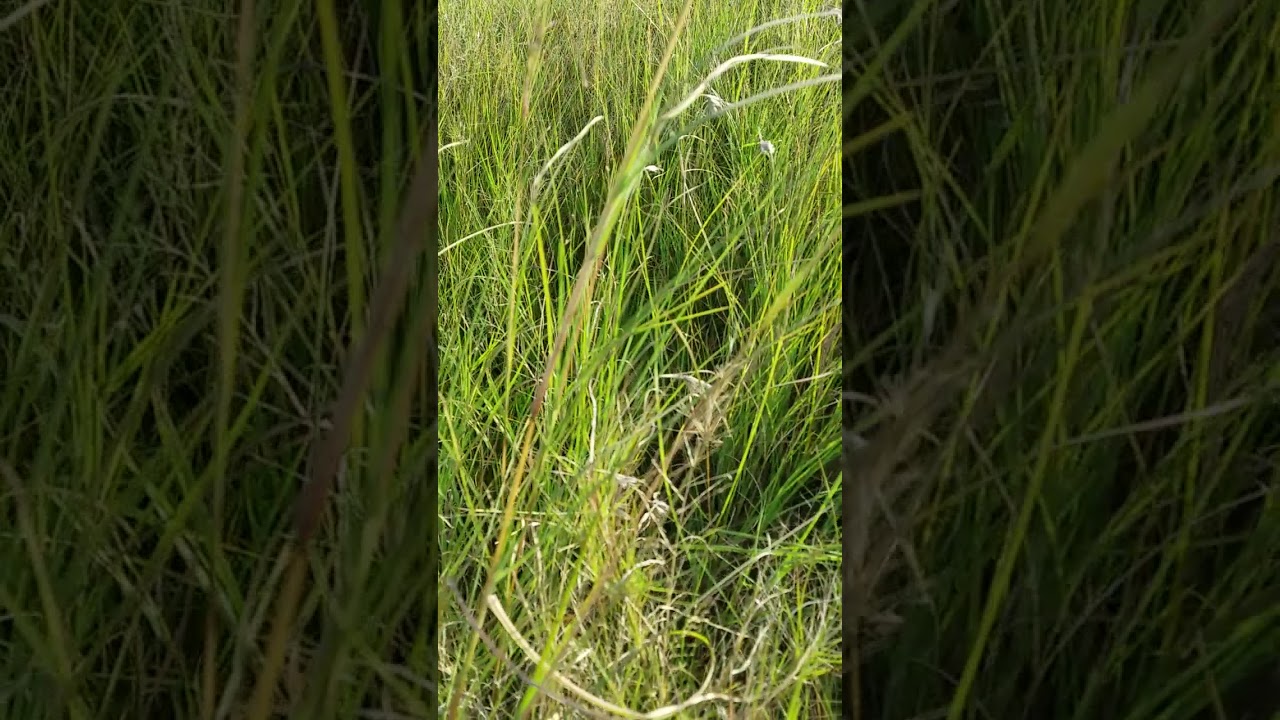 red-oat-grass-youtube