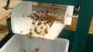automatic river field snail escargot meat and shell seperating machine