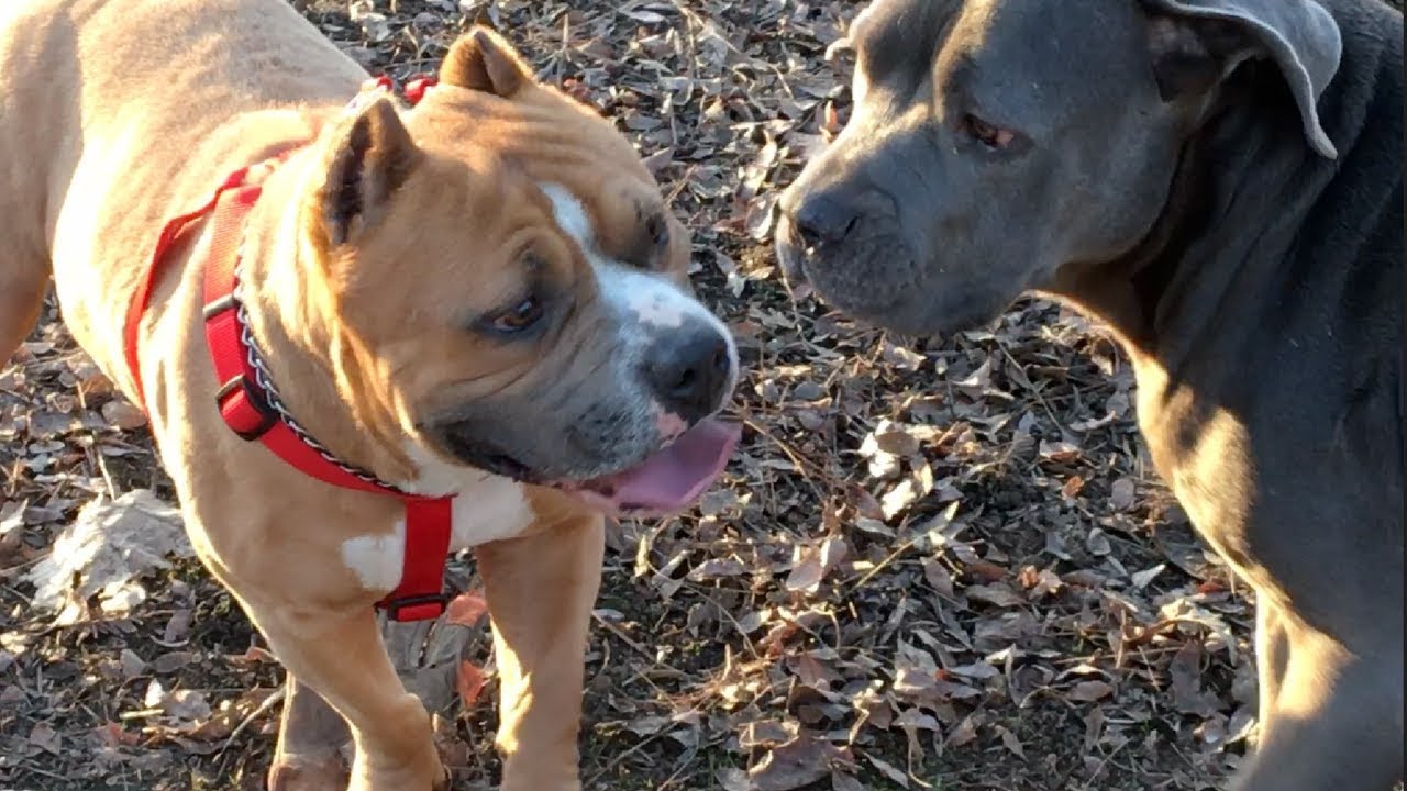 Powerful Dogs Get Testy and Puppies Try to Fit In