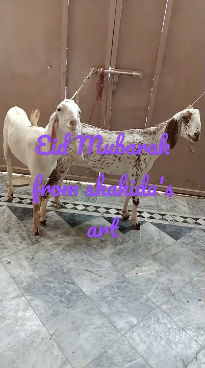 #eidulazha mubarak 2021
