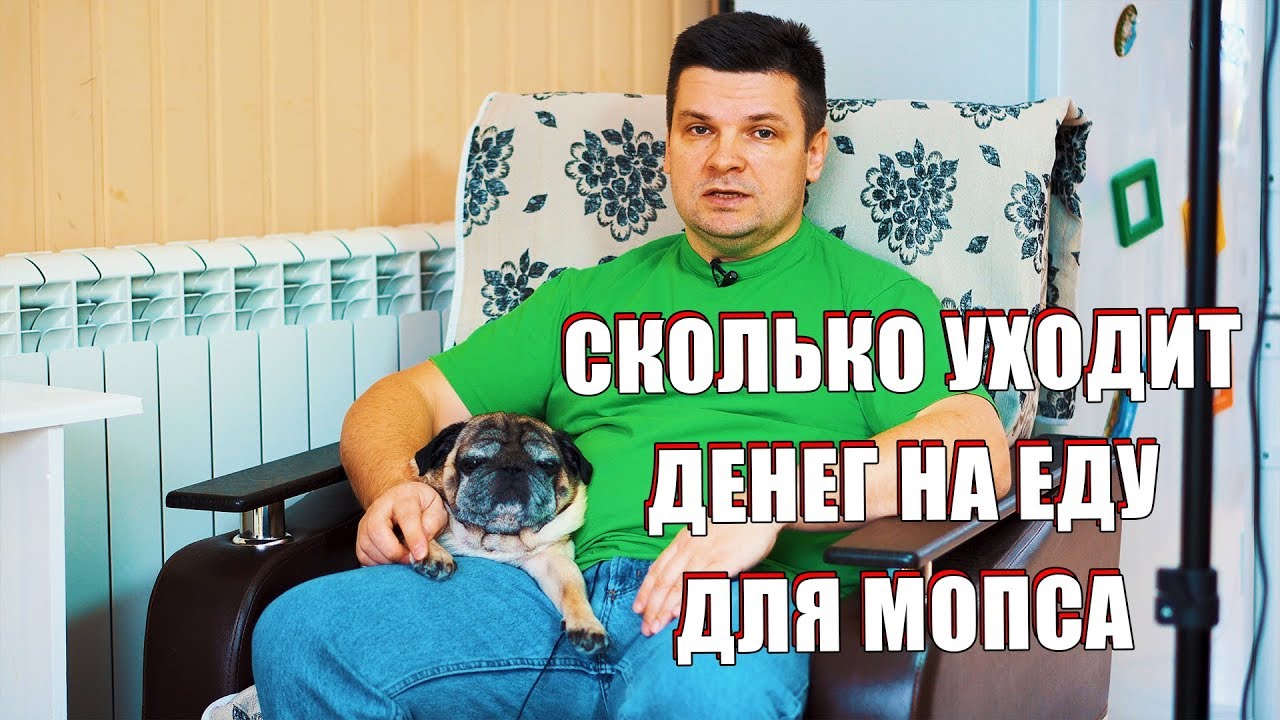 Содержание мопса Мишки. Сколько тратим денег на еду для собаки.