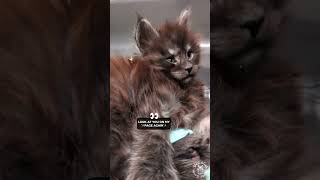 2023 Cute Cat Videos Compilation 😹🥹 | Maine Coons Cats #funnycatvideos by SlowBlink Maine Coons 163 views 6 months ago 1 minute, 44 seconds