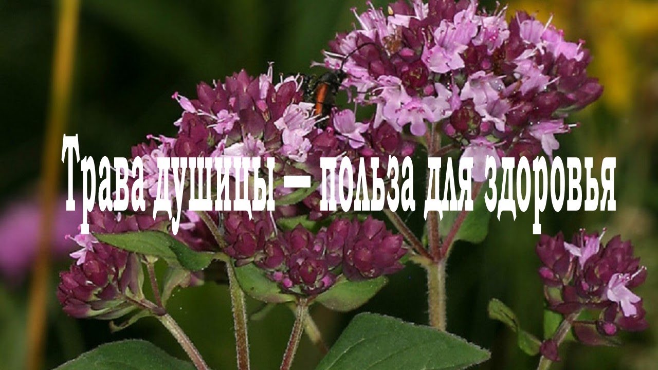ДУШИЦА - ЖЕНСКАЯ ТРАВА
