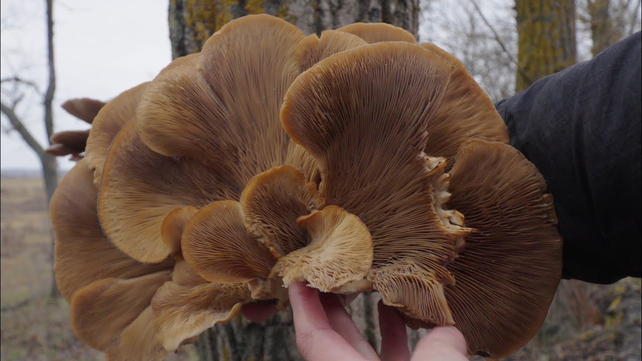 Грибы в конце ноября, вешенка на тополях, опенок зимний