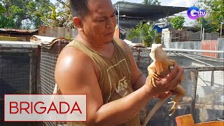 Brigada: Iguana, ginawang pet ng ilang Pinoy