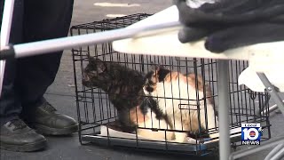 93 cats seized at Cutler Bay home after living in deplorable conditions, authorities say