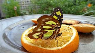 ASMR Rainforest butterflies  Beautiful ambient sound meditation and relaxing music for body and mind