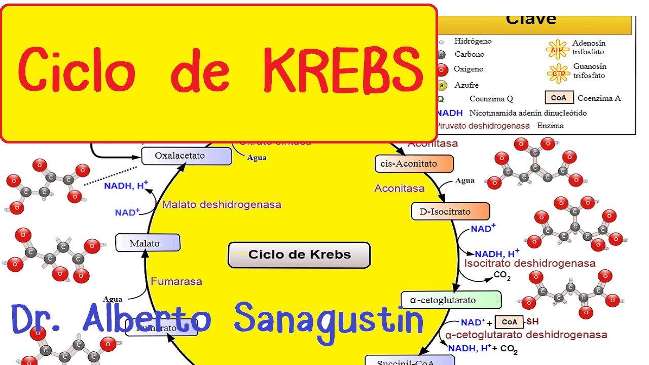 CICLO DE KREBS paso a paso #Bioquímica - YouTube