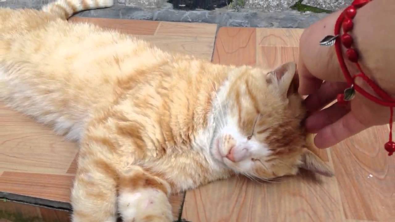Chinese cat says meow in Chinese YouTube Chinese cat says meow in Chinese YouTube