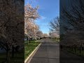 Cherry Blossoms in East Potomac Park, Washington DC 3-30-2021