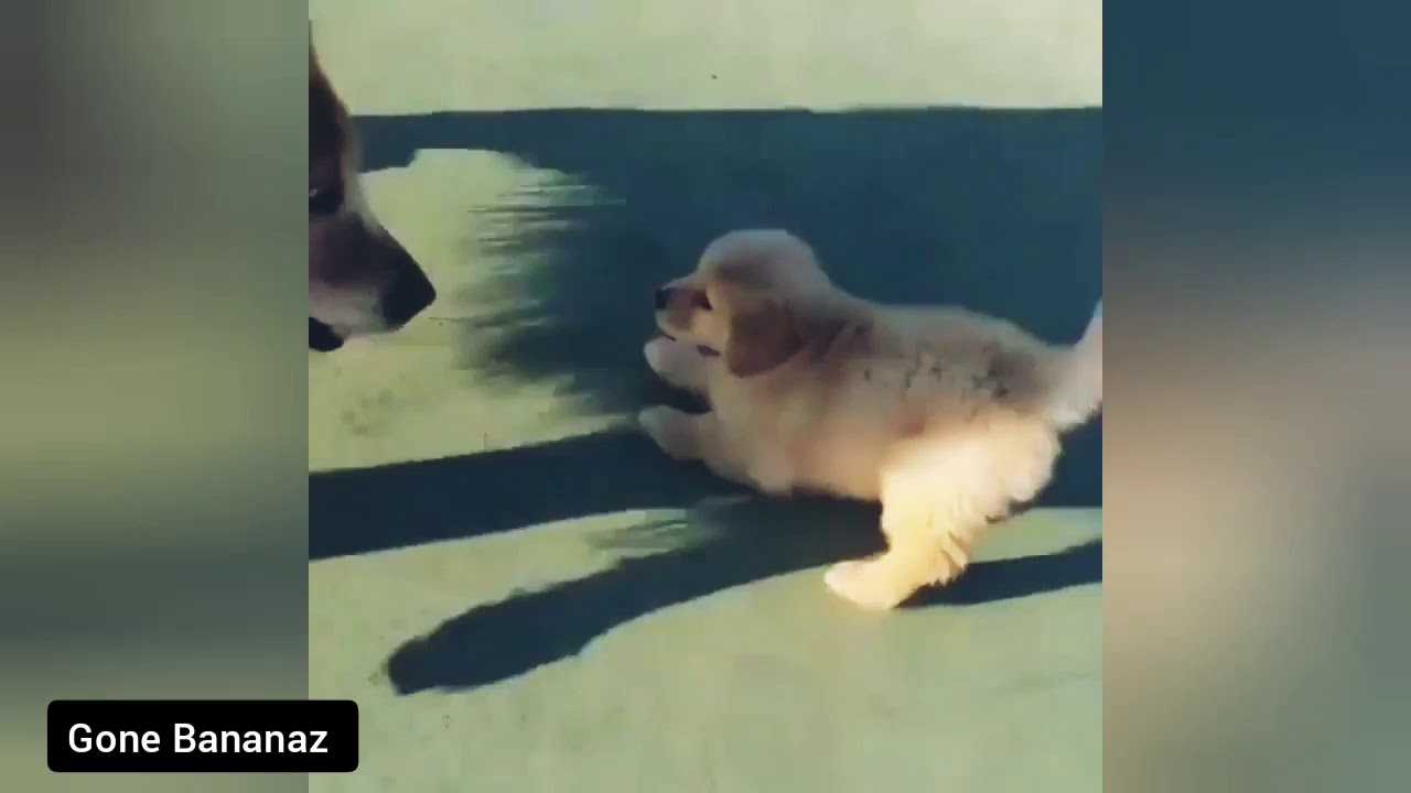 Senior dog feels young again when it sees a puppy - YouTube