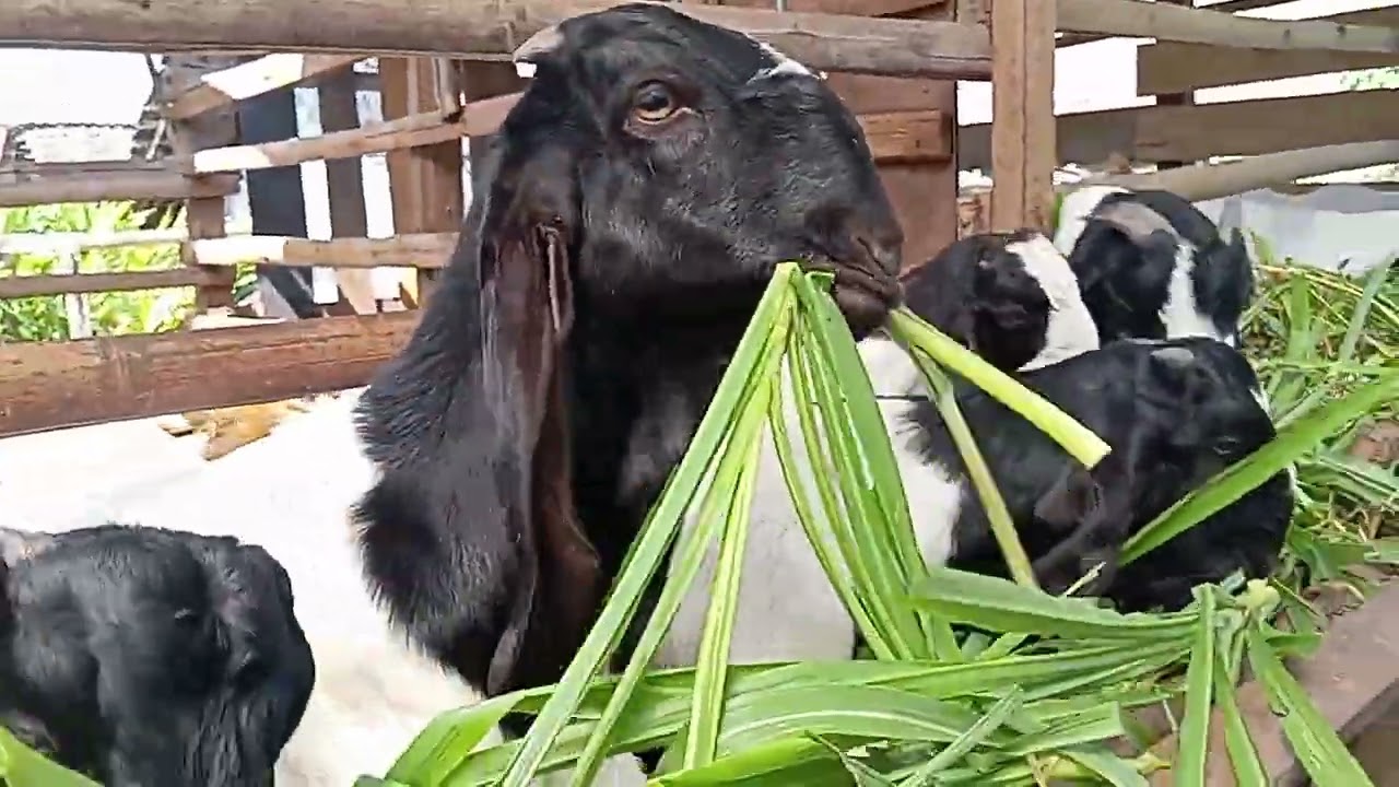 KAMBING JAWA RANDU MAKAN ODOT FUL