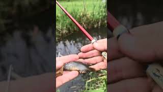 Japanese Tiny Fishing #Micro fishing