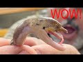 Shocking Discovery MUTANT UNICORN SNAKE! reticulated python