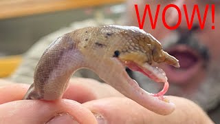 Shocking Discovery MUTANT UNICORN SNAKE! reticulated python