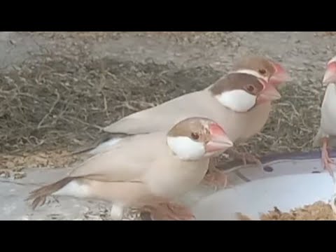 Birds eating food part 4 | java sparrows | java finch
