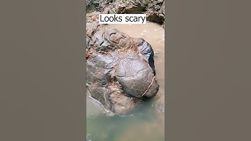 Found a strangely shaped rock #fossils  #hunting  #ammonites  #rock  #shorts