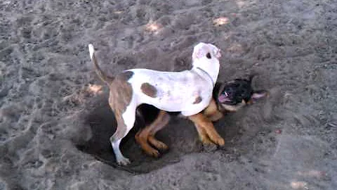 Cindy and Shephard playing