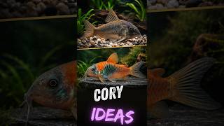 Six Corydoras Catfish Ideas for your Aquariums! @SteenfottAquatics
