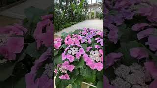 Serres Royales de Laeken #flowers #royalbotanicgarden #laeken #bruxelles #belgique #visitbrussels
