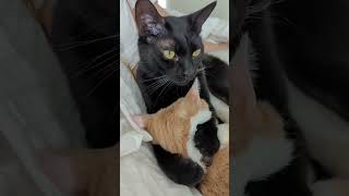 Sunday Vibes From Canadian Invasion