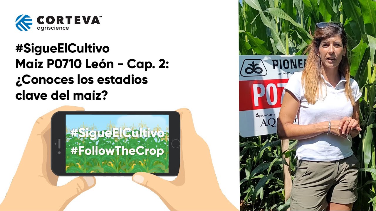#SigueElCultivo - Maíz P0710 León Cap. 2. Estadios clave del cultivo: polinización y fecundación
