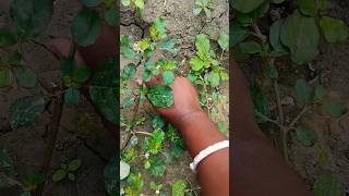 mosquito #campfire #comedy