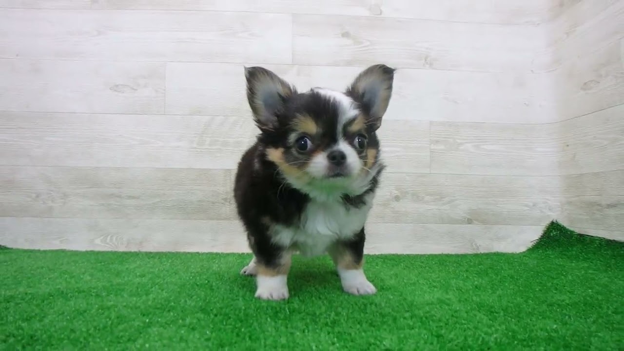 Coo&RIKU No.00749278 チワワ（ロングコート） - YouTube