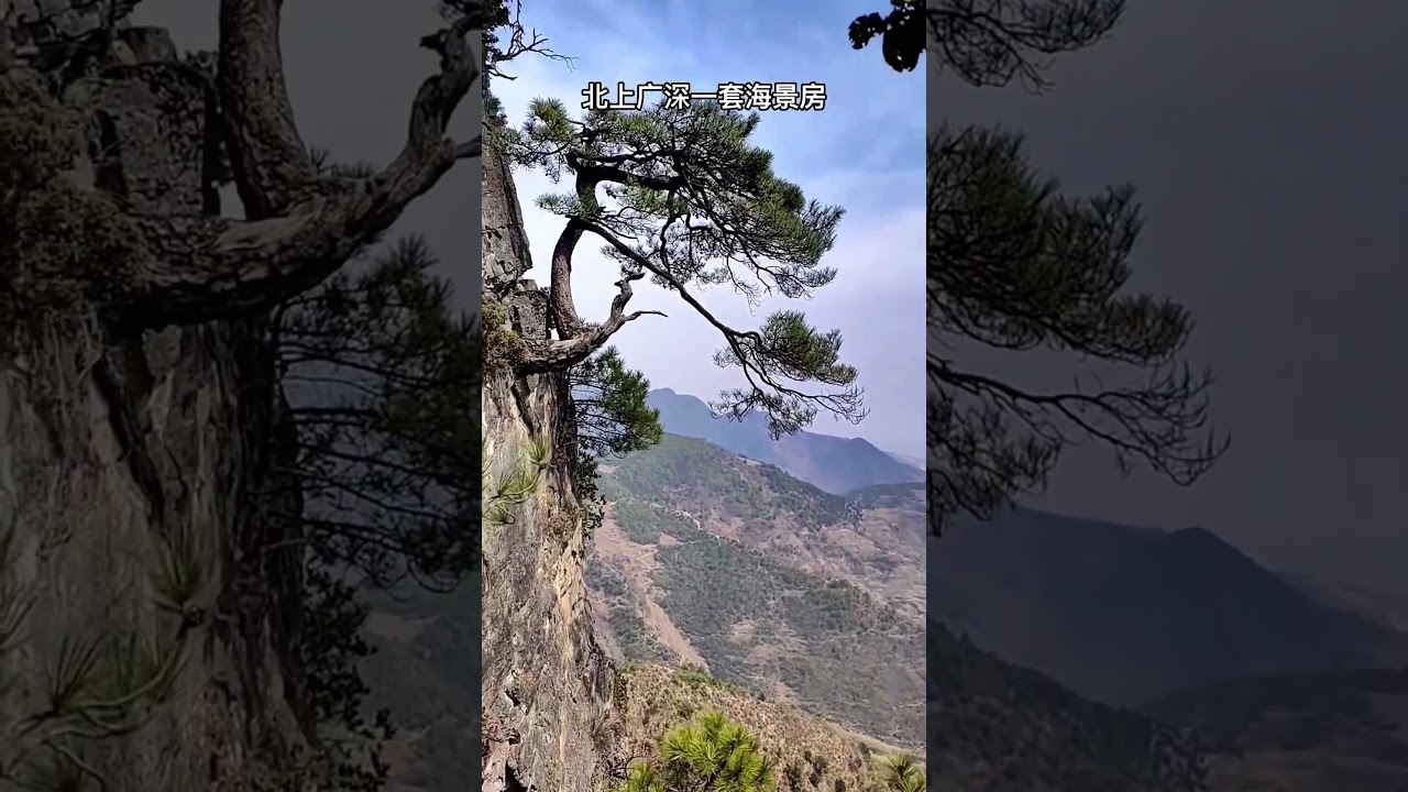 Styling Secrets for Unique and Creative Chinese Bonsai Tree Designs with Moss 