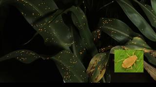 Phenotypic Detection