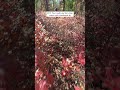 Follow for more from my Rhode Island thru-hike on the North South Trail 🥾 📍Buck Hill Management