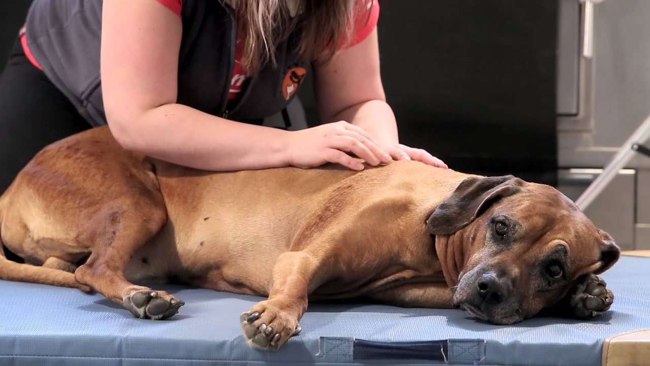 VETCENTRUM.cz - REHABILITACE